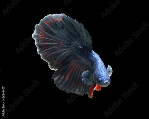 Blue halfmoon beta fish on black background
