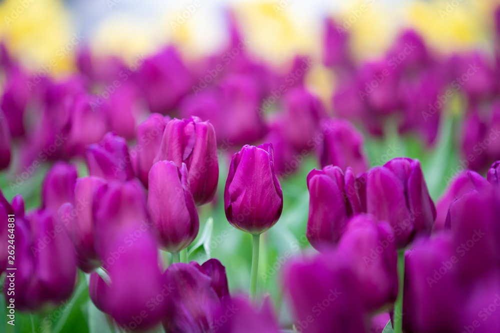 Obraz premium Beautiful view of purple tulips. Tulip flowers meadow.Tulip garden. Group of colorful tulip. Purple tulips in garden.