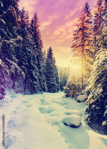 Fantastic winter mountain landscape. overcast colorful clouds, glowing in sunlight. alp trees, of snow covered , under in a warm sunlight. Dramatic wintry scene. Beauty on the world. creative image. © jenyateua