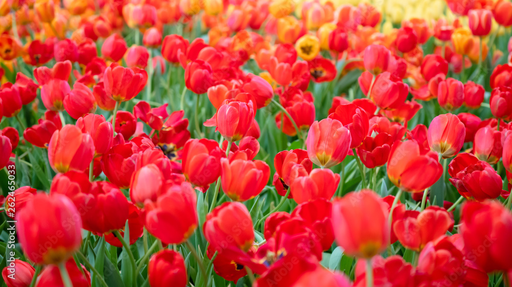 Beautiful view of red tulips. Tulip flowers meadow. Tulip closeup Beautiful view of red tulips. Tulip flowers meadow. Tulip closeup