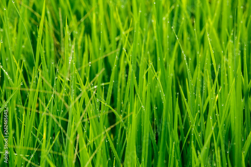 Closeup of paddy field rice with drops water in the countryside,fresh natural in morning