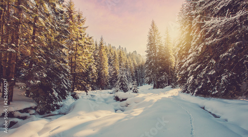 Fantastic winter forest landscape in the sunset. Icy snowy fir trees glowin in sunlight. winter holiday concept. travel day. wonderland in winter. instagram filter. retro style. creative image