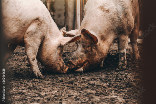 Two grown pigs ditching mud in cote.