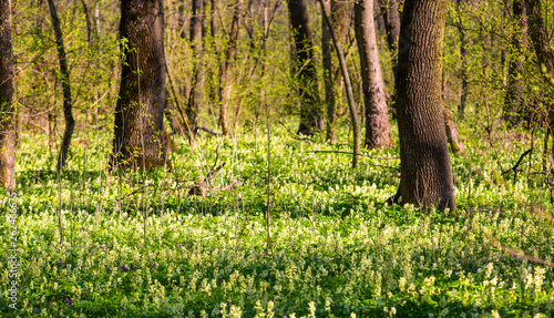 Fototapeta Naklejka Na Ścianę i Meble -  wild flowers in forest