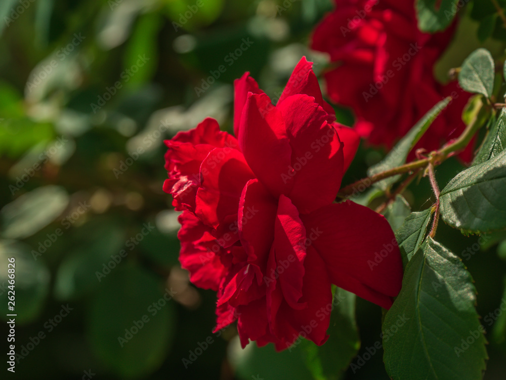 Beautiful red rose 