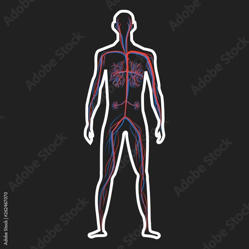Abstract blood circulation system of human on dark background vector illustration