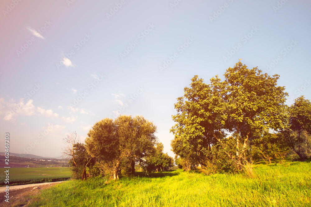 Fototapeta premium Landscape in nature of sky with cloudy and roadway through a evergreen forest. Road passing mountain. Beautiful of nature summer mountain landscape.