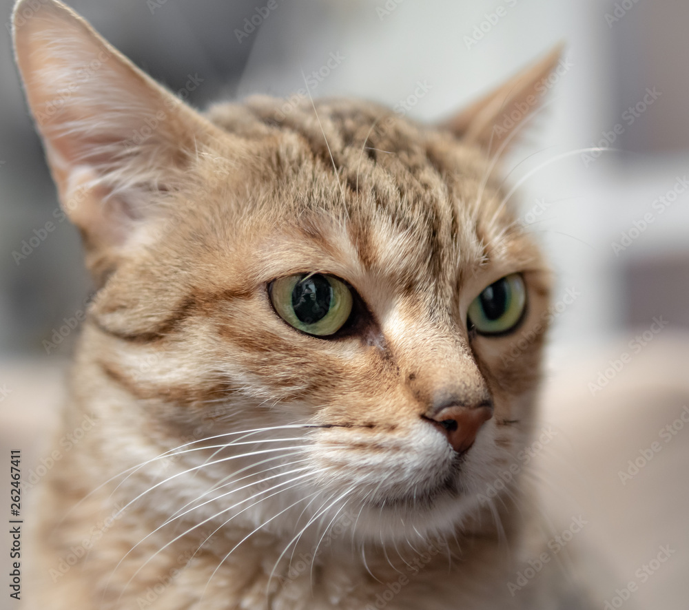 Portrait of the cat, Arabian Mau breed.