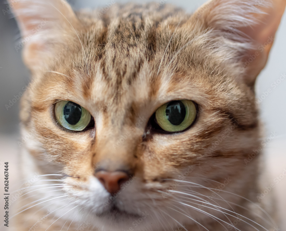 Portrait of the cat, Arabian Mau breed.
