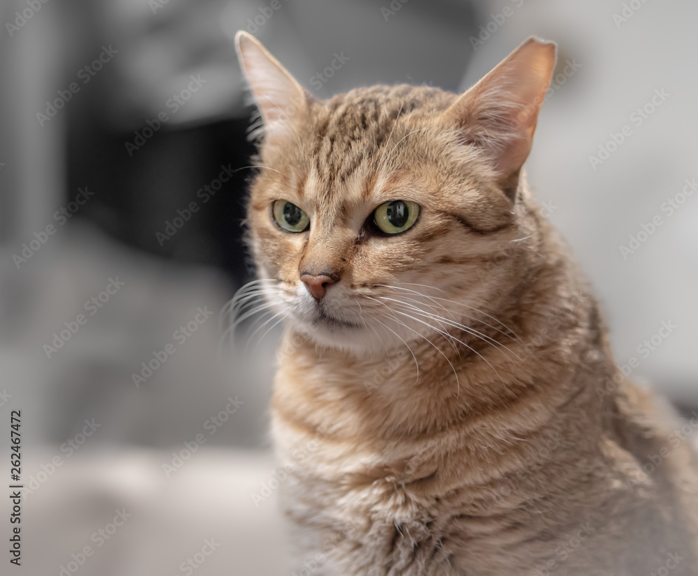 Portrait of the cat, Arabian Mau breed.