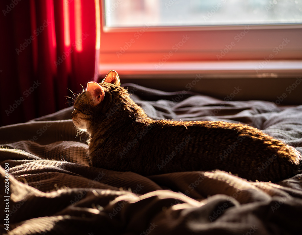 Cat, arabian mau, laying on the bed in the sunlight, watching the sunset trough the window.