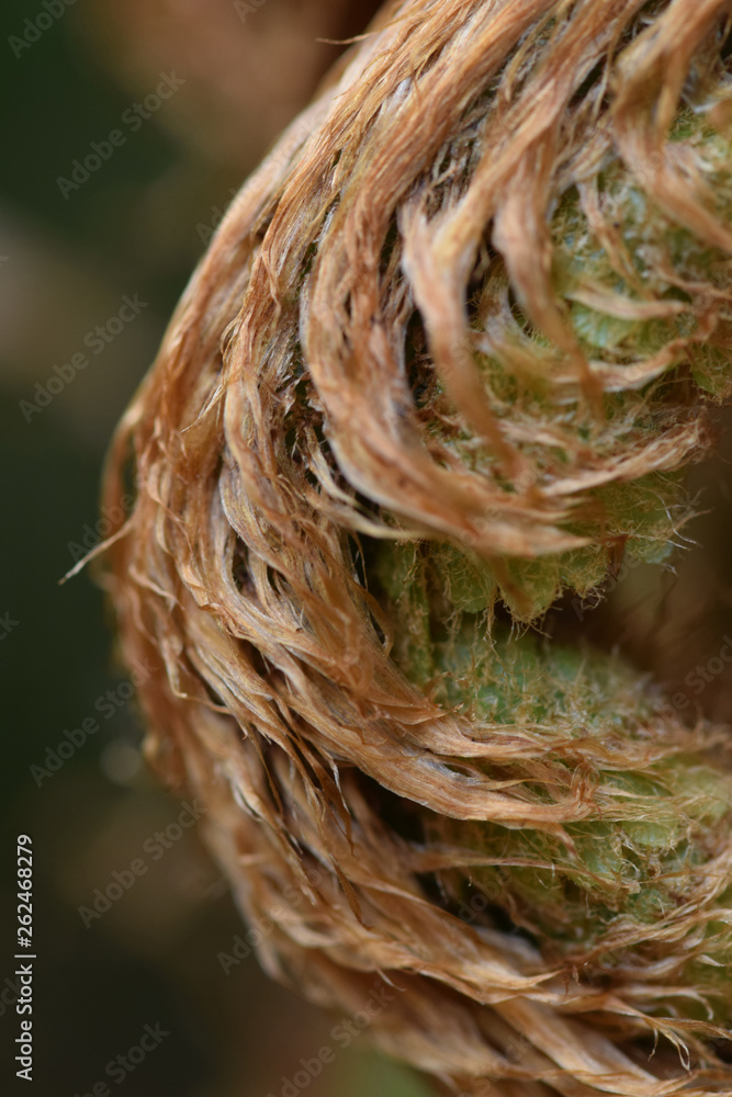 Emerging fern in a Cornish woodland