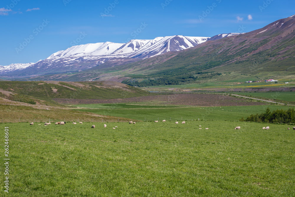 Rural landscape near Vikurskard pass in northe region of Iceland
