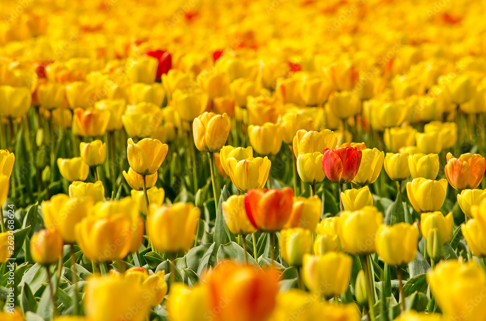 Close-up of a flower field near Noordwijkerhout, The Netherlands, with yellow tulips and some reddish orange accents