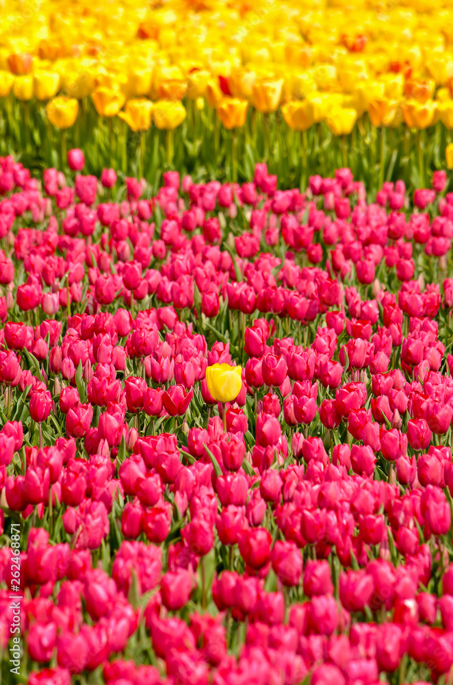 Yellow outsider tulip in a field of reddish purple tulips, with a yellow field in the background near Noordwijkerhout, The Netherlands