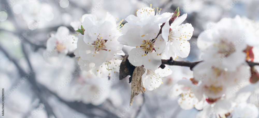 Obraz premium Spring floral background with blooming pink sakura cherry flowers blossom