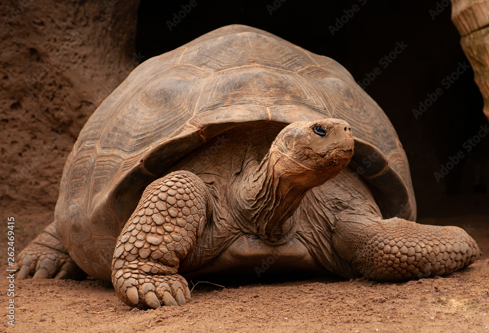 Obraz premium Big turtle lying on the sandy ground