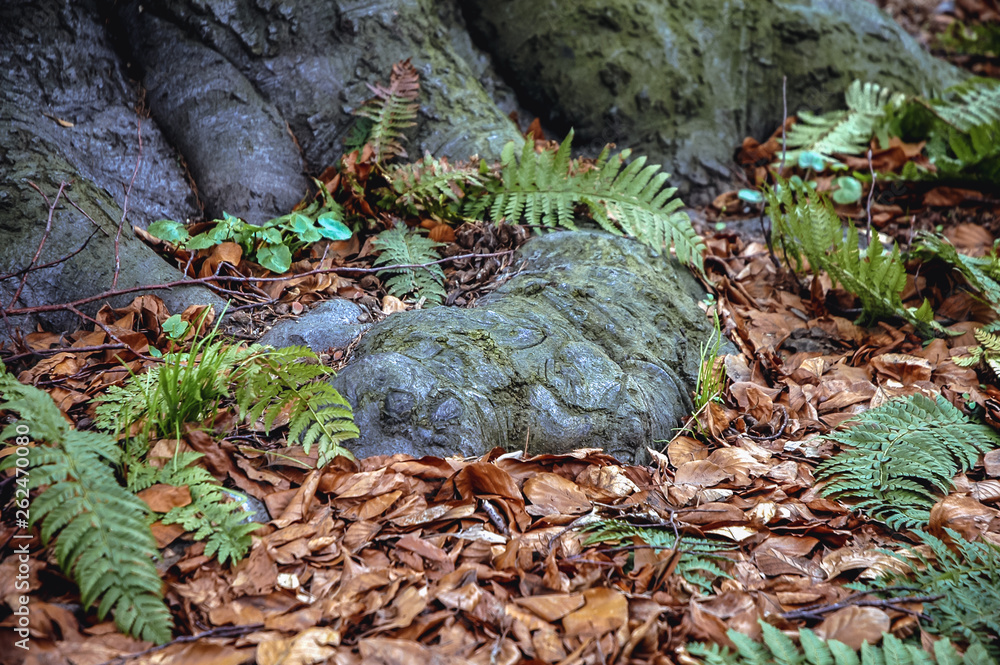 Obraz premium Roots of fagus sylvatica tree commonly known as European beech or common beech