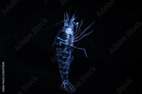 Discarded shell of halocaridina rubra (Opae ula) pet shrimp seen after molting process photo