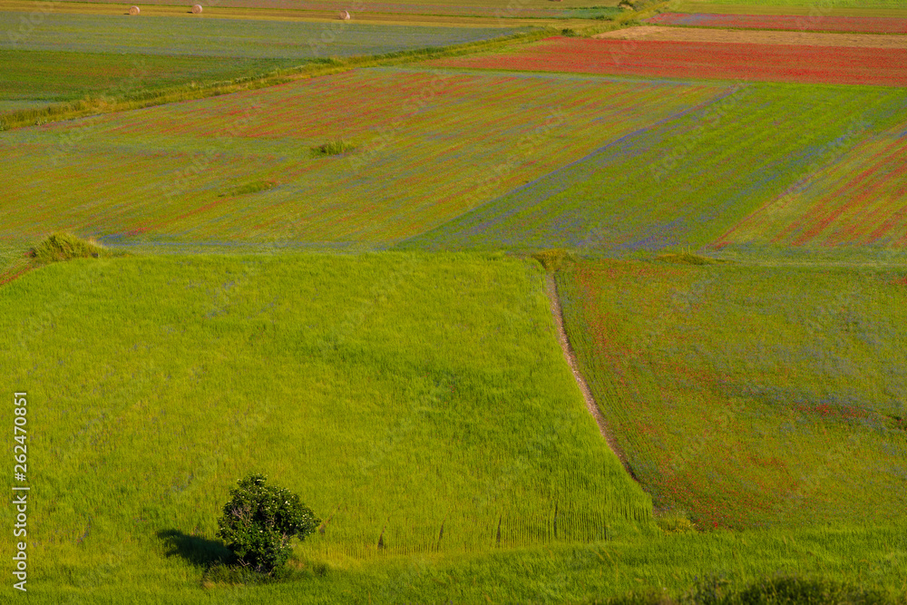 Naklejka premium Plans Castelluccio in Italy
