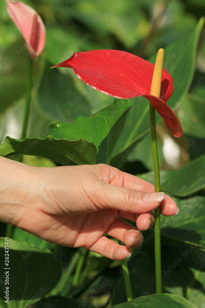 Woman's Hand Touching the Stalk of Vibrant Red Flamingo Flower