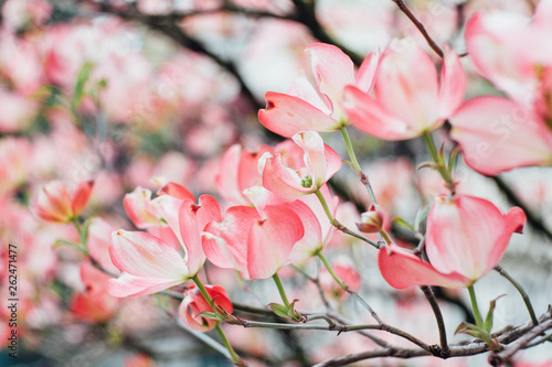 Close-up on the flowering of cornus florida in spring