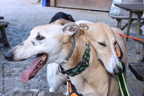 TAN & WHITE GREYHOUND DOG