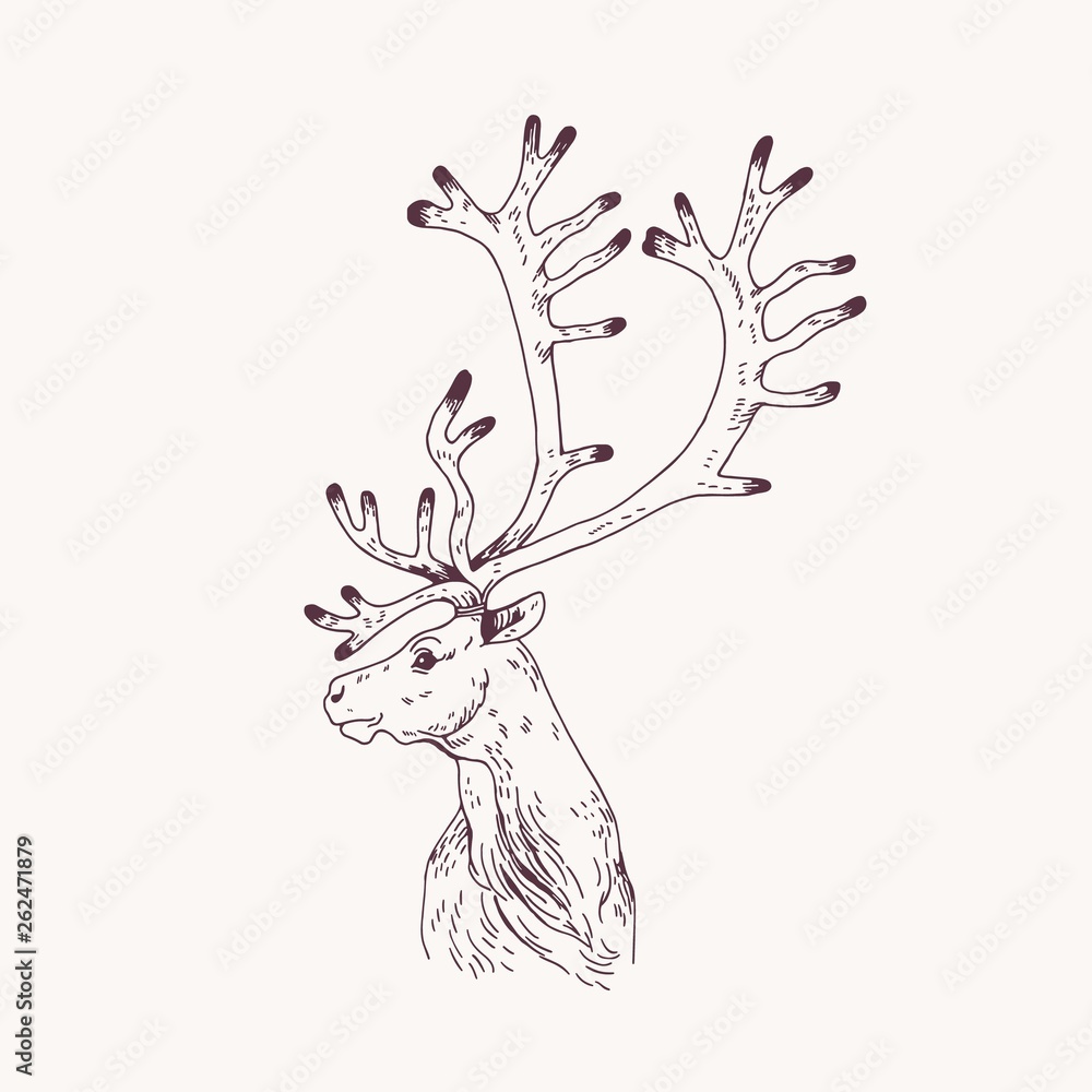 Outline portrait of male red deer, hart or stag. Head of graceful wild animal with antlers hand drawn on light background. Decorative design element. Monochrome vector illustration for logotype. Outline portrait of male red deer, hart or stag. Head of graceful wild animal with antlers hand drawn on light background. Decorative design element. Monochrome vector illustration for logotype.