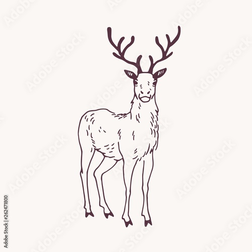 Elegant drawing of standing male deer, reindeer, hart or stag with beautiful ...