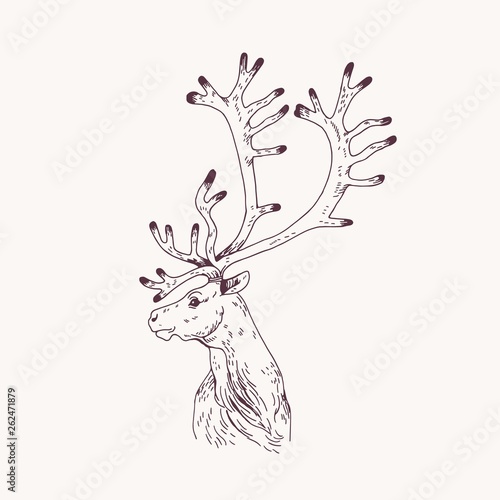 Outline portrait of male red deer, hart or stag. Head of graceful wild animal...