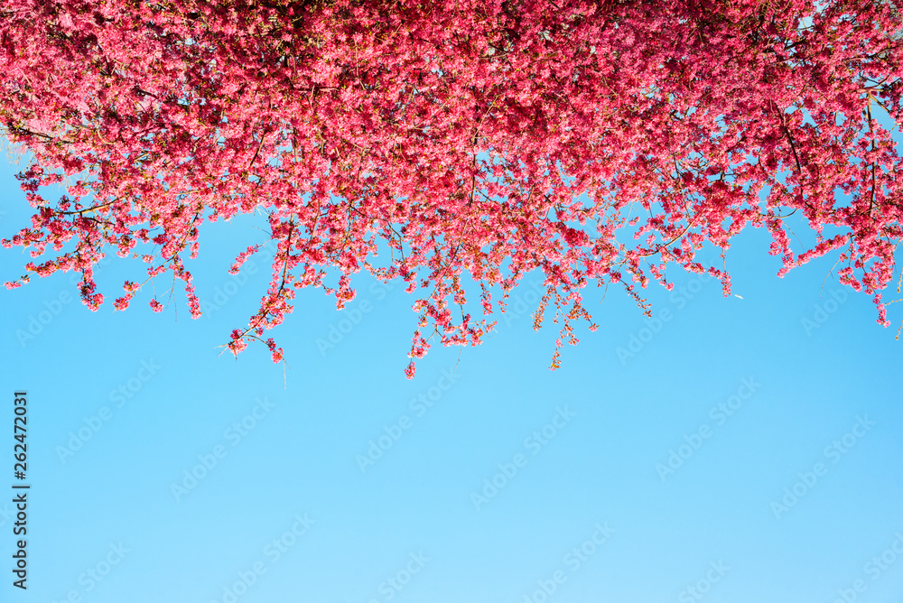 a beautiful pink flowers bloom background, spring blossom tree a beautiful pink flowers bloom background, spring blossom tree