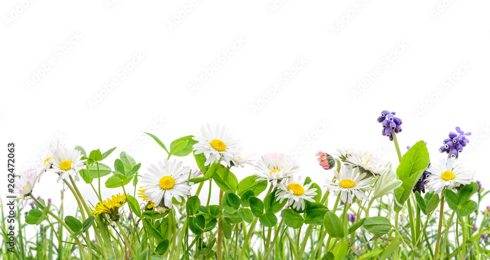 spring grass and daisy wildflowers isolated background - obrazy, fototapety, plakaty 