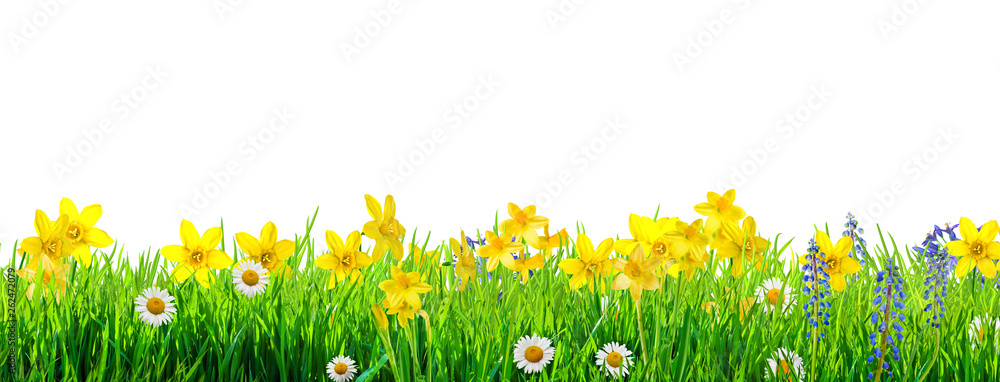 a spring flowers and green grass background - obrazy, fototapety, plakaty 