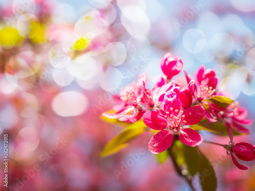 beautiful pink flowers bloom background, spring blossom tree