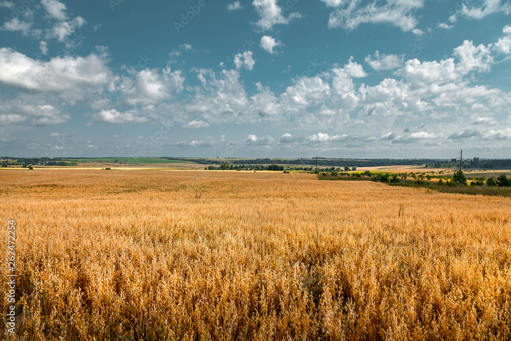 Panoramic view of the field, sowed by cereal cultures which removes the combine on a distance shot