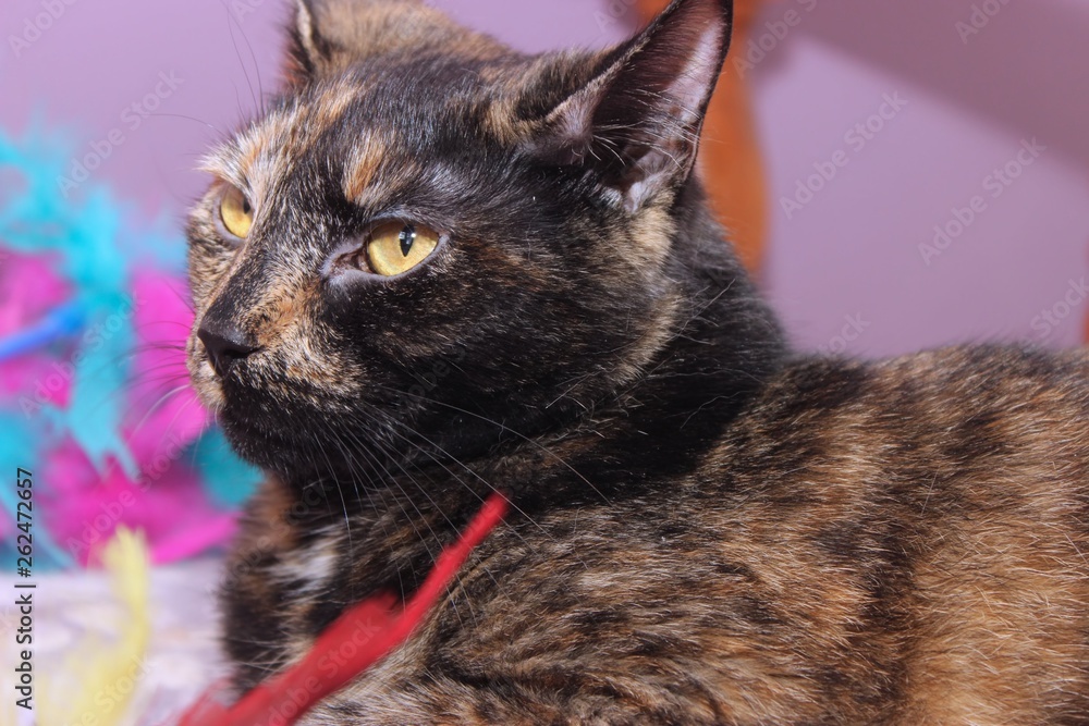 Naklejka premium BEAUTIFUL TORTOISESHELL CAT