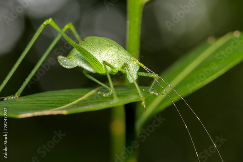 Image of green bush-cricket long horned grasshopper on green leaf. Insect. Animal.