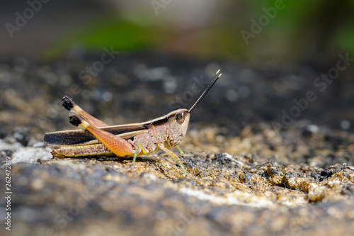 Image of a white-tipped Grasshopper(Phlaeoba antennata) on the floor. Insect. Animal