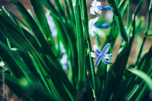 Close-up of blue snowdrops in green grass