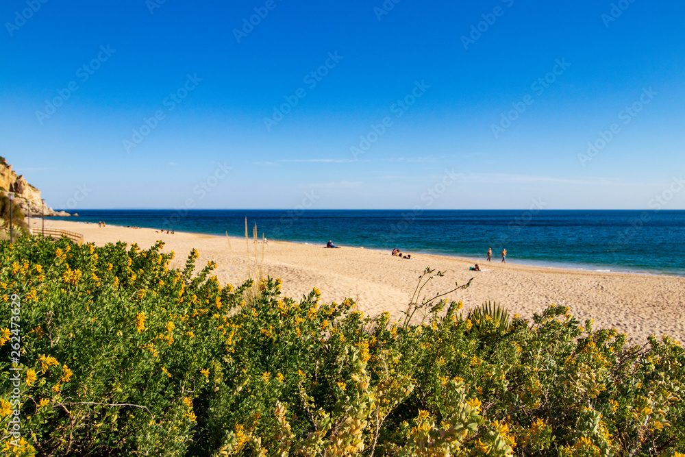 beach landscape with vegetation in the foreground