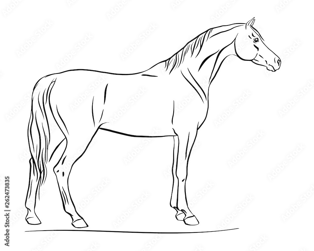 Horse standing still, side view Stock Vector | Adobe Stock