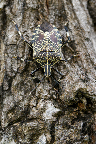 Image of stink bug (Erthesina fullo) on tree. Insect. Animal photo