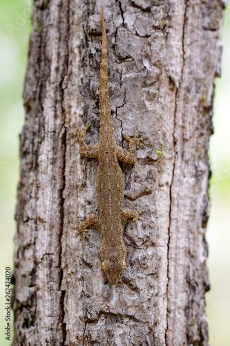Image of a gecko(Hemidactylus) on tree. Reptile.