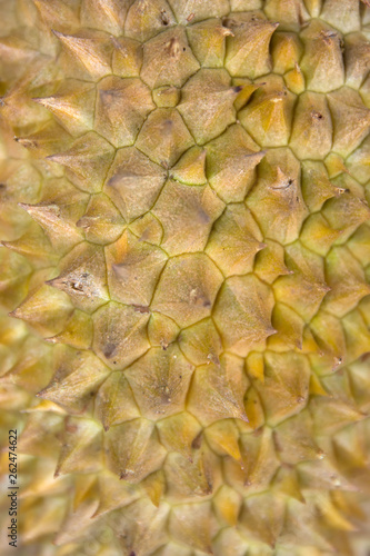 Durian fruit