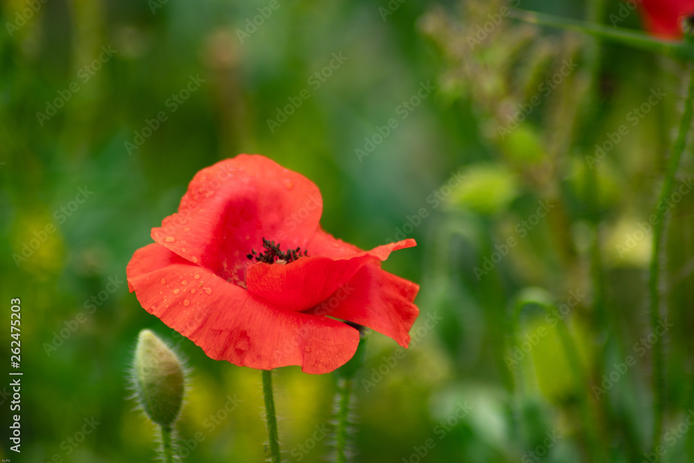 flowers in spring