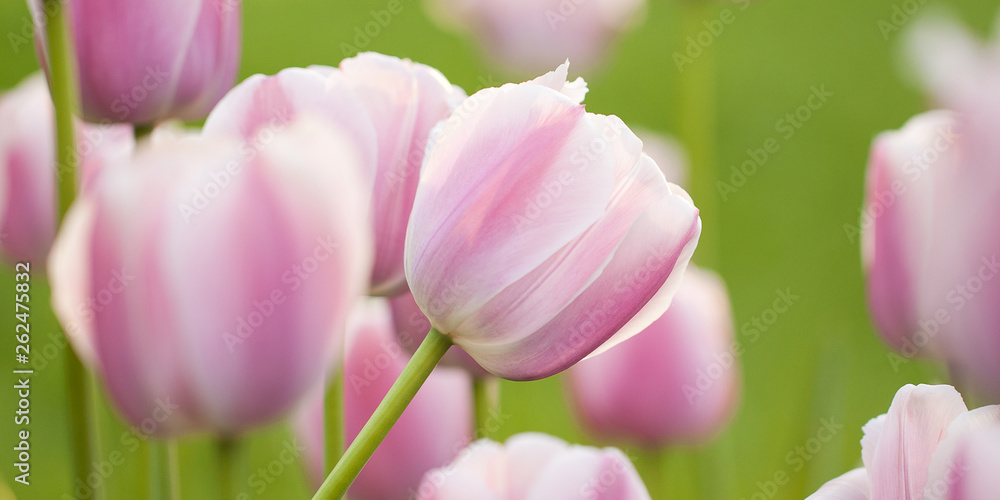 tender motley pink-white tulips blooming in summer field