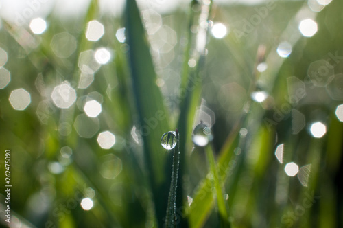 morning dew drops on green leaves of grass in the rays of dawn