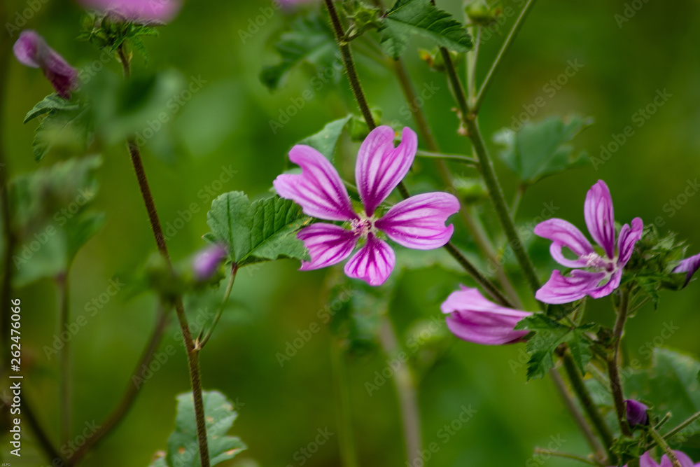 flowers in the spring flowers in the spring