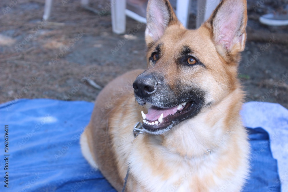 BEAUTIFUL GERMAN SHEPHERD DOG BEAUTIFUL GERMAN SHEPHERD DOG