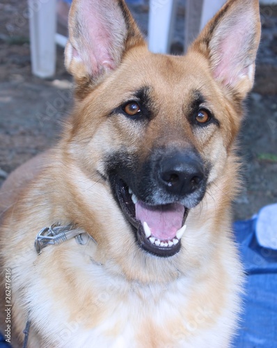 BEAUTIFUL GERMAN SHEPHERD DOG